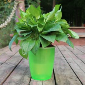 Strongwell Nordic Hydroponics Flower Pot Fairy Garden (Option: Green-22)